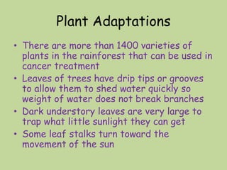 Plant Adaptations
• There are more than 1400 varieties of
plants in the rainforest that can be used in
cancer treatment
• Leaves of trees have drip tips or grooves
to allow them to shed water quickly so
weight of water does not break branches
• Dark understory leaves are very large to
trap what little sunlight they can get
• Some leaf stalks turn toward the
movement of the sun
 