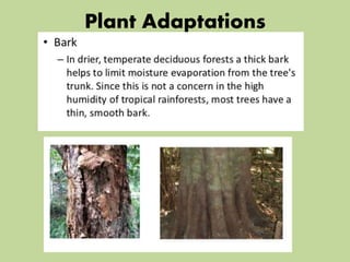 Plant Adaptations
 