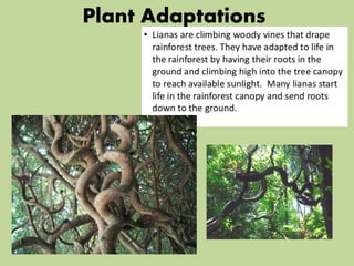 Plant Adaptations
 