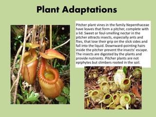 Plant Adaptations
 