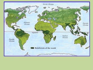 Tropical rain forest_biome no owl