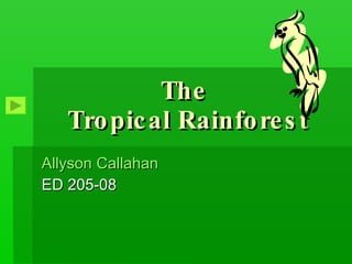 The  Tropical Rainforest Allyson Callahan  ED 205-08 