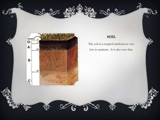 SOIL
The soil in a tropical rainforest is very
low in nutrients . It is also very thin.
 