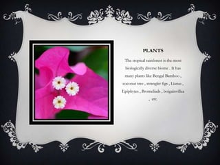 PLANTS
The tropical rainforest is the most
biologically diverse biome . It has
many plants like Bengal Bamboo ,
coconut tree , strangler figs , Lianas ,
Epiphytes , Bromeliads , boigainvillea
, etc.
 