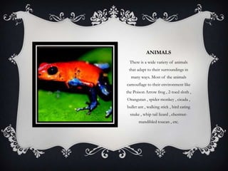ANIMALS
There is a wide variety of animals
that adapt to their surroundings in
many ways. Most of the animals
camouflage to their environment like
the Poison Arrow frog , 2-toed sloth ,
Orangutan , spider monkey , cicada ,
bullet ant , walking stick , bird eating
snake , whip tail lizard , chestnut-
mandibled toucan , etc.
 