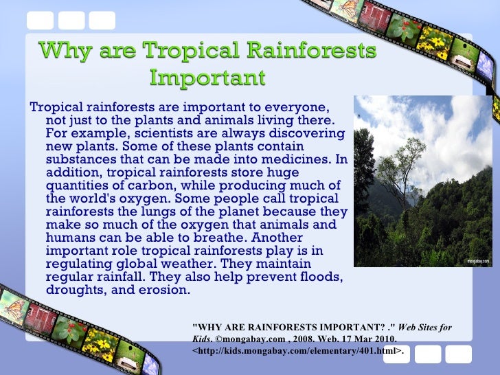 Tropical Rainforests 1