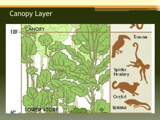 Canopy Layer
 