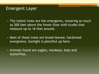 Emergent Layer

• The tallest trees are the emergents, towering as much
  as 200 feet above the forest floor with trunks that
  measure up to 16 feet around.

• Most of these trees are broad-leaved, hardwood
  evergreens. Sunlight is plentiful up here.

• Animals found are eagles, monkeys, bats and
  butterflies.
 