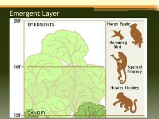 Emergent Layer
 