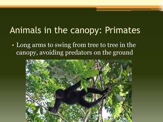 Animals in the canopy: Primates
• Long arms to swing from tree to tree in the
  canopy, avoiding predators on the ground
 