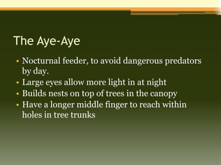 The Aye-Aye
• Nocturnal feeder, to avoid dangerous predators
  by day.
• Large eyes allow more light in at night
• Builds nests on top of trees in the canopy
• Have a longer middle finger to reach within
  holes in tree trunks
 