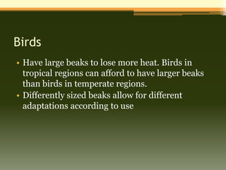 Birds
• Have large beaks to lose more heat. Birds in
  tropical regions can afford to have larger beaks
  than birds in temperate regions.
• Differently sized beaks allow for different
  adaptations according to use
 