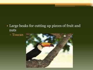 • Large beaks for cutting up pieces of fruit and
  nuts
 ▫ Toucan
 