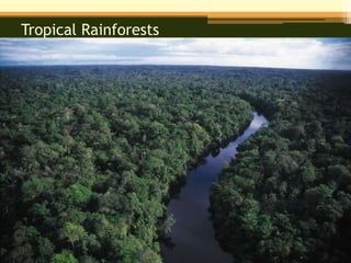 Tropical Rainforests
 