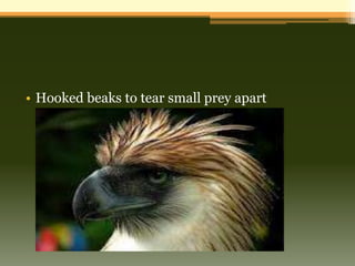 • Hooked beaks to tear small prey apart
 ▫ Philippine Eagle
 