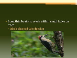 • Long thin beaks to reach within small holes on
  trees
 ▫ Black-cheeked Woodpecker
 