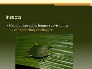 Insects
• Camouflage allow longer survivability
 ▫ Leaf-mimicking treehopper
 