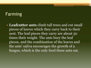 Farming

• Leafcutter ants climb tall trees and cut small
  pieces of leaves which they carry back to their
  nest. The leaf pieces they carry are about 50
  times their weight. The ants bury the leaf
  pieces, and the combination of the leaves and
  the ants' saliva encourages the growth of a
  fungus, which is the only food these ants eat.
 
