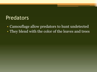 Predators
• Camouflage allow predators to hunt undetected
• They blend with the color of the leaves and trees
 
