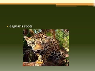 • Jaguar’s spots
 