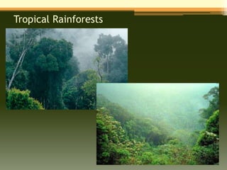 Tropical Rainforests
 