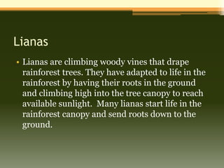 Lianas
• Lianas are climbing woody vines that drape
  rainforest trees. They have adapted to life in the
  rainforest by having their roots in the ground
  and climbing high into the tree canopy to reach
  available sunlight. Many lianas start life in the
  rainforest canopy and send roots down to the
  ground.
 