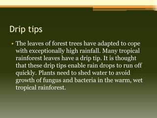 Drip tips
• The leaves of forest trees have adapted to cope
  with exceptionally high rainfall. Many tropical
  rainforest leaves have a drip tip. It is thought
  that these drip tips enable rain drops to run off
  quickly. Plants need to shed water to avoid
  growth of fungus and bacteria in the warm, wet
  tropical rainforest.
 