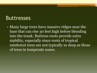 Buttresses
• Many large trees have massive ridges near the
  base that can rise 30 feet high before blending
  into the trunk. Buttress roots provide extra
  stability, especially since roots of tropical
  rainforest trees are not typically as deep as those
  of trees in temperate zones.
 
