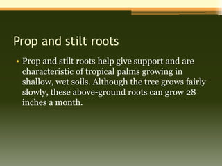 Prop and stilt roots
• Prop and stilt roots help give support and are
  characteristic of tropical palms growing in
  shallow, wet soils. Although the tree grows fairly
  slowly, these above-ground roots can grow 28
  inches a month.
 