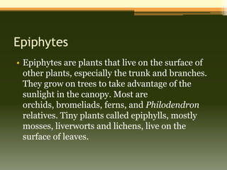 Epiphytes
• Epiphytes are plants that live on the surface of
  other plants, especially the trunk and branches.
  They grow on trees to take advantage of the
  sunlight in the canopy. Most are
  orchids, bromeliads, ferns, and Philodendron
  relatives. Tiny plants called epiphylls, mostly
  mosses, liverworts and lichens, live on the
  surface of leaves.
 