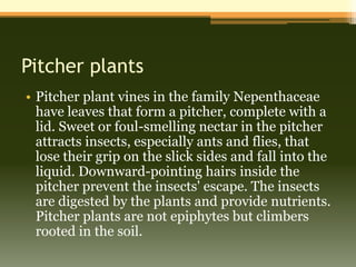Pitcher plants
• Pitcher plant vines in the family Nepenthaceae
  have leaves that form a pitcher, complete with a
  lid. Sweet or foul-smelling nectar in the pitcher
  attracts insects, especially ants and flies, that
  lose their grip on the slick sides and fall into the
  liquid. Downward-pointing hairs inside the
  pitcher prevent the insects' escape. The insects
  are digested by the plants and provide nutrients.
  Pitcher plants are not epiphytes but climbers
  rooted in the soil.
 