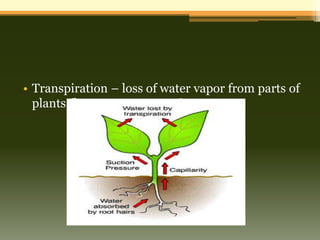 • Transpiration – loss of water vapor from parts of
  plants (leaves, stems, roots)
 