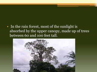 • In the rain forest, most of the sunlight is
  absorbed by the upper canopy, made up of trees
  between 60 and 100 feet tall.
 
