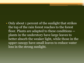 • Only about 1 percent of the sunlight that strikes
  the top of the rain forest reaches to the forest
  floor. Plants are adapted to these conditions --
  plants in the understory have large leaves to
  better absorb the weaker light, while those in the
  upper canopy have small leaves to reduce water
  loss in the strong sunlight.
 