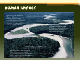 HUMAN IMPACT
 