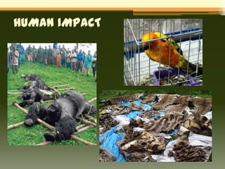 HUMAN IMPACT
 
