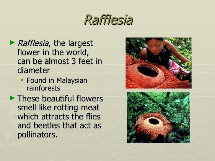 Tropical rainforests Tropical rainforests