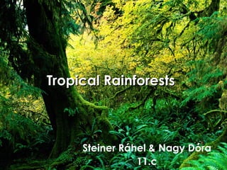 Tropical Rainforests



     Steiner Ráhel & Nagy Dóra
                11.c
 