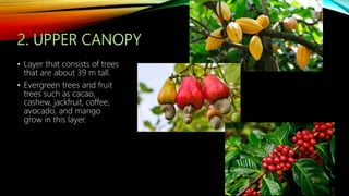 • Layer that consists of trees
that are about 39 m tall.
• Evergreen trees and fruit
trees such as cacao,
cashew, jackfruit, coffee,
avocado, and mango
grow in this layer.
 