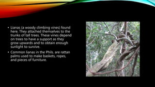 • Lianas (a woody climbing vines) found
here. They attached themselves to the
trunks of tall trees. These vines depend
on trees to have a support as they
grow upwards and to obtain enough
sunlight to survive.
• Common lianas in the Phils. are rattan
palms used to make baskets, ropes,
and pieces of furniture.
 