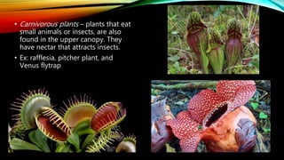 • Carnivorous plants – plants that eat
small animals or insects, are also
found in the upper canopy. They
have nectar that attracts insects.
• Ex: rafflesia, pitcher plant, and
Venus flytrap
 
