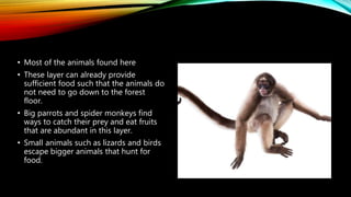 • Most of the animals found here
• These layer can already provide
sufficient food such that the animals do
not need to go down to the forest
floor.
• Big parrots and spider monkeys find
ways to catch their prey and eat fruits
that are abundant in this layer.
• Small animals such as lizards and birds
escape bigger animals that hunt for
food.
 