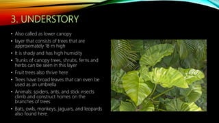 • Also called as lower canopy
• layer that consists of trees that are
approximately 18 m high
• It is shady and has high humidity
• Trunks of canopy trees, shrubs, ferns and
herbs can be seen in this layer
• Fruit trees also thrive here
• Trees have broad leaves that can even be
used as an umbrella
• Animals: spiders, ants, and stick insects
climb and construct homes on the
branches of trees
• Bats, owls, monkeys, jaguars, and leopards
also found here.
 