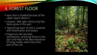• layer that is shaded because of the
upper layers above it
• receives little light, hence only few
herbs grow in this part
• Topsoil (top layer of soil) is covered
with dried leaves and wastes
• Organisms like termites,
earthworms, and fungi thrive in this
part and help in the decomposition
of living matter, which becomes
part of the soil
 
