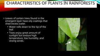 CHARACTERISTICS OF PLANTS IN RAINFORESTS
• Leaves of certain trees found in the
emergent layer have oily coatings that
shed excess water.
• Water rolls down to the tip of the
leaf.
• Trees enjoy great amount of
sunlight but endure high
temperature, low humidity, and
strong winds.
 