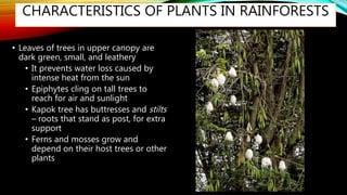 CHARACTERISTICS OF PLANTS IN RAINFORESTS
• Leaves of trees in upper canopy are
dark green, small, and leathery
• It prevents water loss caused by
intense heat from the sun
• Epiphytes cling on tall trees to
reach for air and sunlight
• Kapok tree has buttresses and stilts
– roots that stand as post, for extra
support
• Ferns and mosses grow and
depend on their host trees or other
plants
 