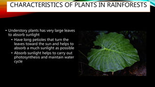 CHARACTERISTICS OF PLANTS IN RAINFORESTS
• Understory plants has very large leaves
to absorb sunlight
• Have long petioles that turn the
leaves toward the sun and helps to
absorb a much sunlight as possible
• Absorb sunlight helps to carry out
photosynthesis and maintain water
cycle
 