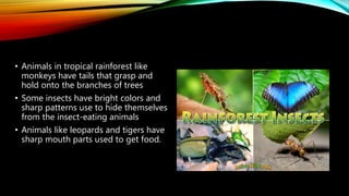 • Animals in tropical rainforest like
monkeys have tails that grasp and
hold onto the branches of trees
• Some insects have bright colors and
sharp patterns use to hide themselves
from the insect-eating animals
• Animals like leopards and tigers have
sharp mouth parts used to get food.
 