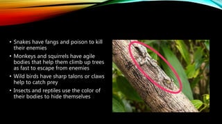 • Snakes have fangs and poison to kill
their enemies
• Monkeys and squirrels have agile
bodies that help them climb up trees
as fast to escape from enemies
• Wild birds have sharp talons or claws
help to catch prey
• Insects and reptiles use the color of
their bodies to hide themselves
 