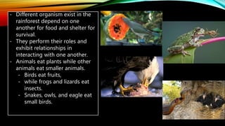 - Different organism exist in the
rainforest depend on one
another for food and shelter for
survival.
- They perform their roles and
exhibit relationships in
interacting with one another.
- Animals eat plants while other
animals eat smaller animals.
- Birds eat fruits,
- while frogs and lizards eat
insects.
- Snakes, owls, and eagle eat
small birds.
 